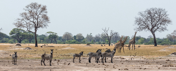 Hwange National Park Steppenzebras (Pferdezebra, Equus quagga)