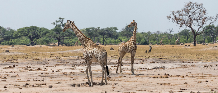 Angola-Giraffen (Giraffa giraffa angolensis) Hwange National Park