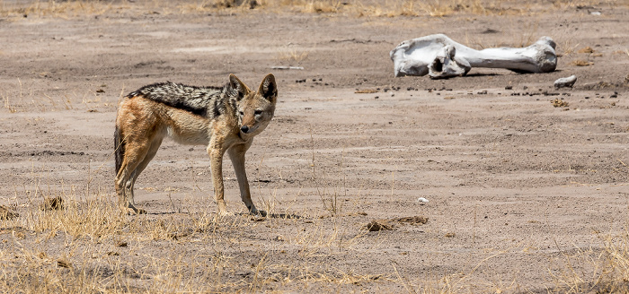 Schabrackenschakal (Canis mesomelas) Hwange National Park