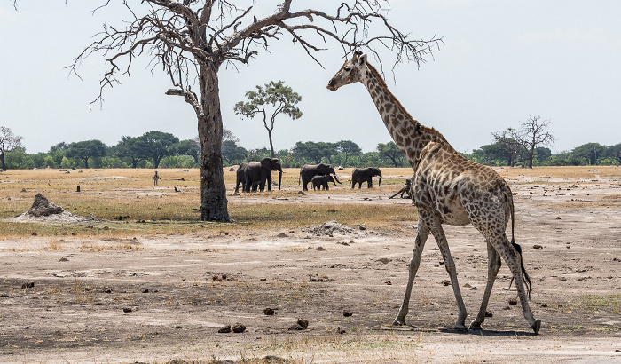 Angola-Giraffe (Giraffa giraffa angolensis) Hwange National Park