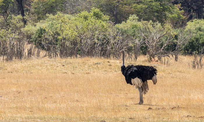 Hwange National Park Afrikanischer Strauß (Struthio camelus)