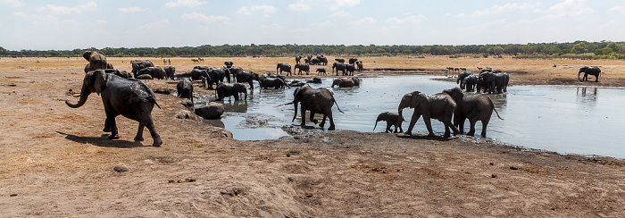 Hwange National Park Afrikanische Elefanten (Loxodonta africana)