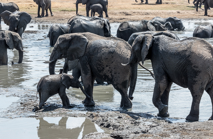 Afrikanische Elefanten (Loxodonta africana) Hwange National Park