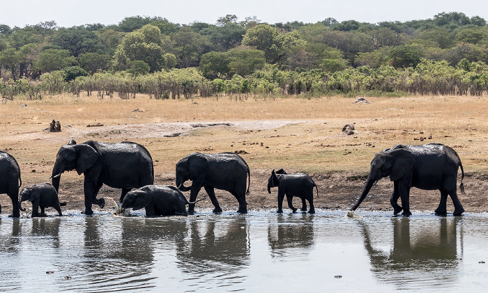 Afrikanische Elefanten (Loxodonta africana) Hwange National Park