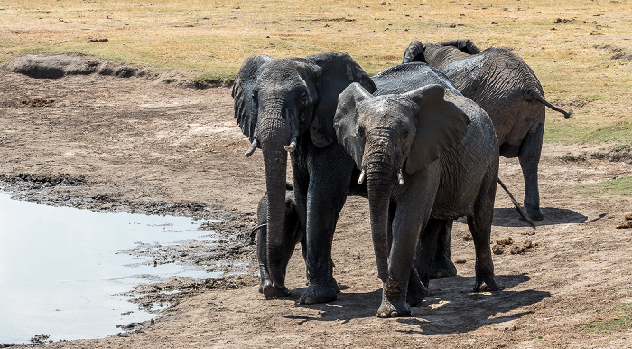 Hwange National Park Afrikanische Elefanten (Loxodonta africana)