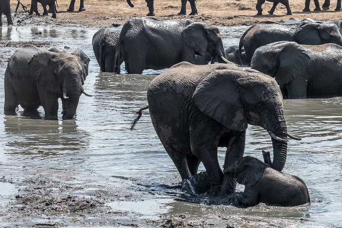 Afrikanische Elefanten (Loxodonta africana) Hwange National Park