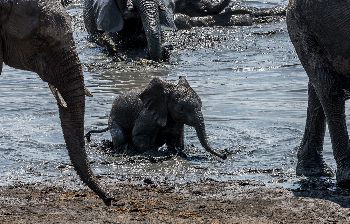 Hwange National Park Afrikanische Elefanten (Loxodonta africana)