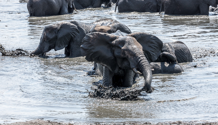 Afrikanische Elefanten (Loxodonta africana) Hwange National Park