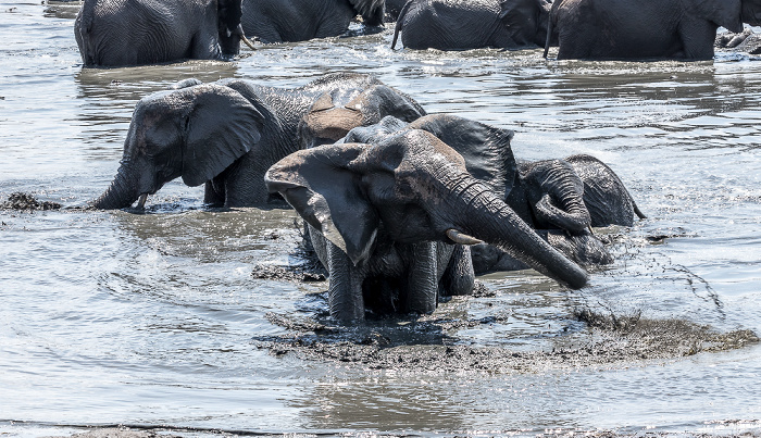 Afrikanische Elefanten (Loxodonta africana) Hwange National Park