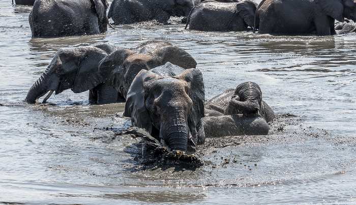 Afrikanische Elefanten (Loxodonta africana) Hwange National Park