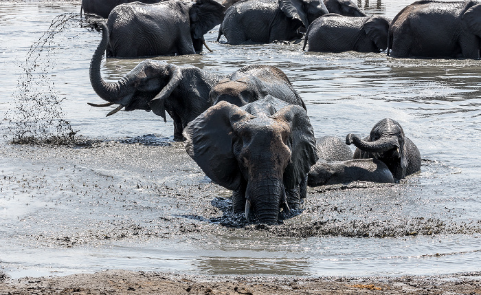 Hwange National Park Afrikanische Elefanten (Loxodonta africana)