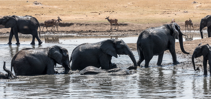 Afrikanische Elefanten (Loxodonta africana) Hwange National Park