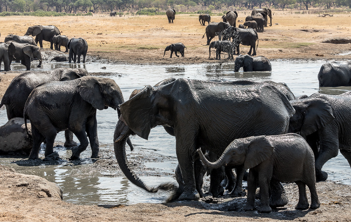 Hwange National Park Afrikanische Elefanten (Loxodonta africana)