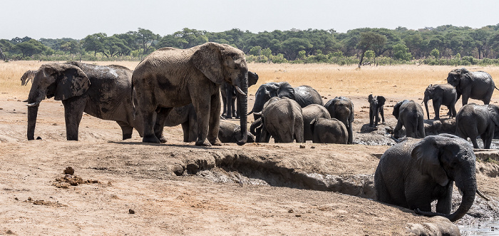 Hwange National Park Afrikanische Elefanten (Loxodonta africana)