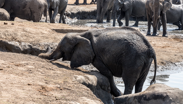 Hwange National Park Afrikanische Elefanten (Loxodonta africana)