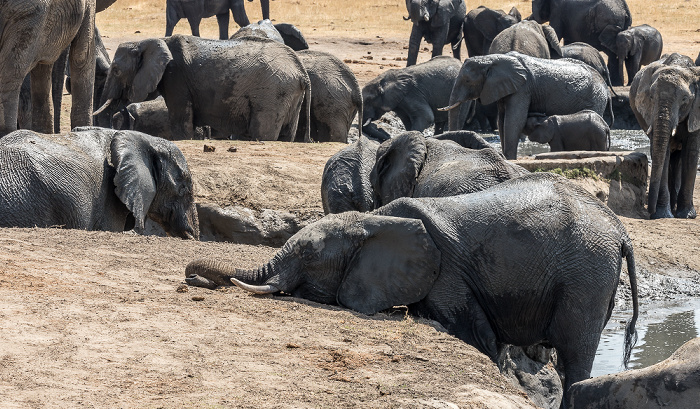 Afrikanische Elefanten (Loxodonta africana) Hwange National Park