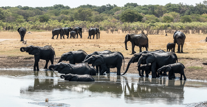 Hwange National Park Afrikanische Elefanten (Loxodonta africana)