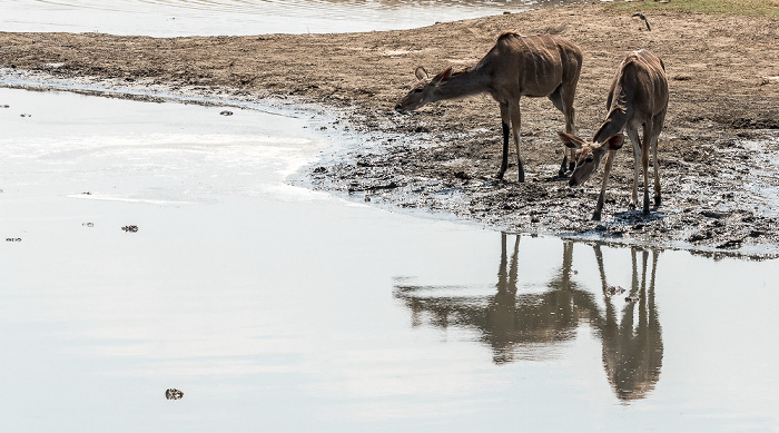 Sambesi-Großkudus (Strepsiceros zambesiensis) Hwange National Park