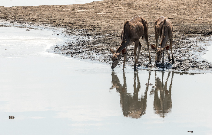 Hwange National Park Sambesi-Großkudus (Strepsiceros zambesiensis)