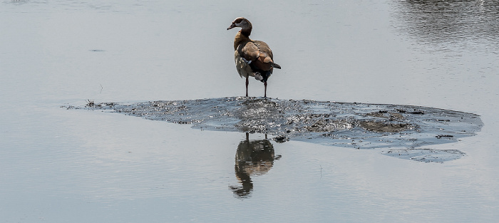 Hwange National Park Nilgans (Alopochen aegyptiaca)