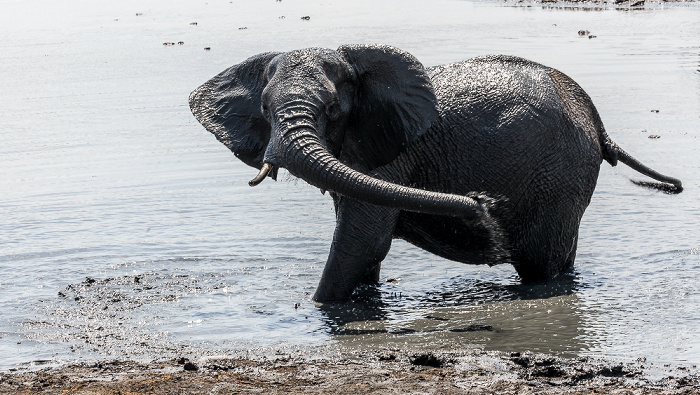 Afrikanischer Elefant (Loxodonta africana) Hwange National Park