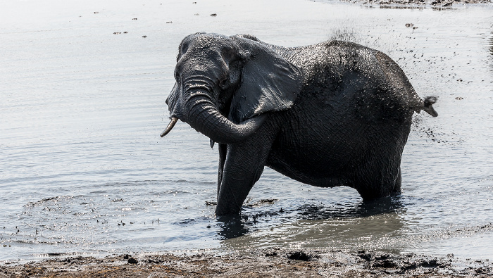 Hwange National Park Afrikanischer Elefant (Loxodonta africana)