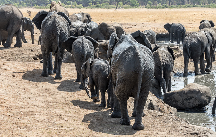 Afrikanische Elefanten (Loxodonta africana) Hwange National Park
