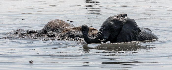 Hwange National Park Afrikanische Elefanten (Loxodonta africana)