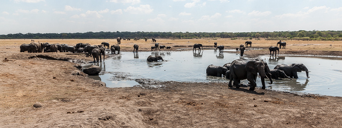 Hwange National Park Kennedy Pan: Afrikanische Elefanten (Loxodonta africana)