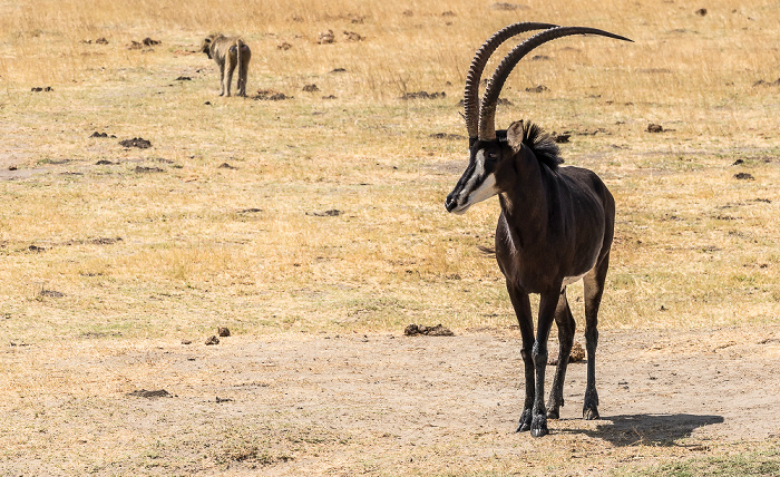 Bärenpavian (Tschakma, Papio ursinus), Rappenantilope (Hippotragus niger) Hwange National Park