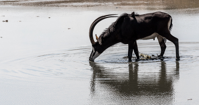 Hwange National Park Rappenantilope (Hippotragus niger)