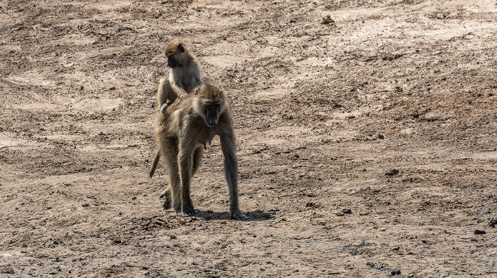 Bärenpaviane (Tschakma, Papio ursinus) Hwange National Park