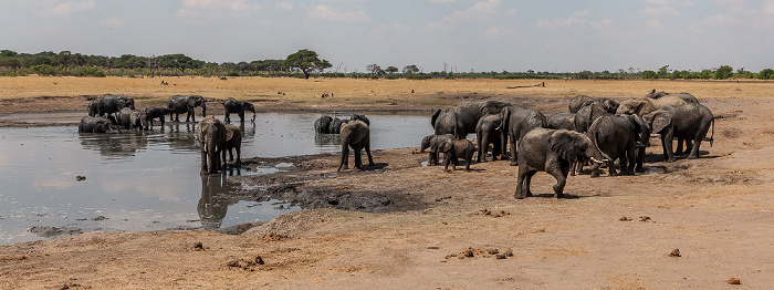 Kennedy Pan: Afrikanische Elefanten (Loxodonta africana) Hwange National Park