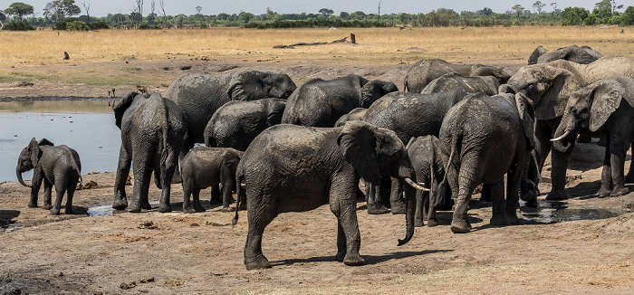 Afrikanische Elefanten (Loxodonta africana) Hwange National Park