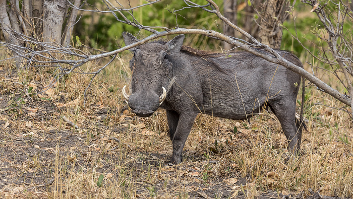 Warzenschwein (Phacochoerus africanus) Hwange National Park