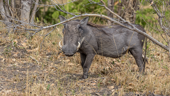 Warzenschwein (Phacochoerus africanus) Hwange National Park