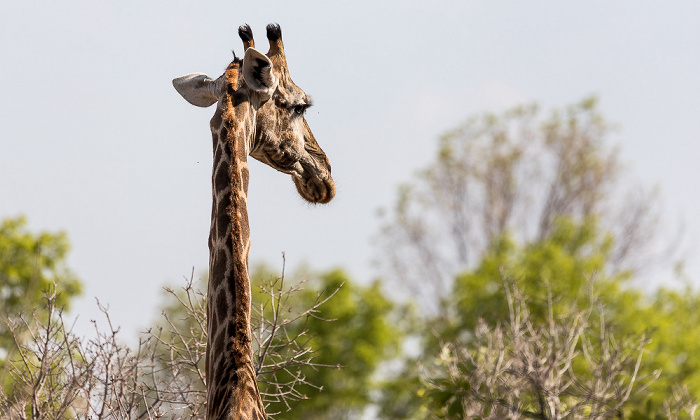 Angola-Giraffe (Giraffa giraffa angolensis) Hwange National Park