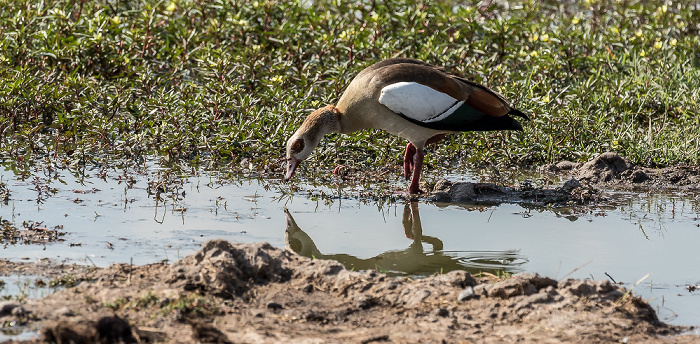 Makwa Pan: Nilgans (Alopochen aegyptiaca) Hwange National Park