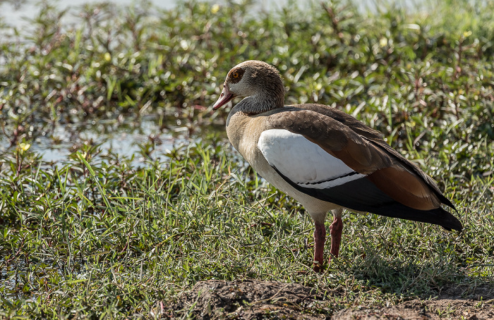 Makwa Pan: Nilgans (Alopochen aegyptiaca) Hwange National Park