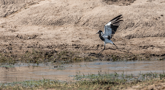 Hwange National Park Makwa Pan