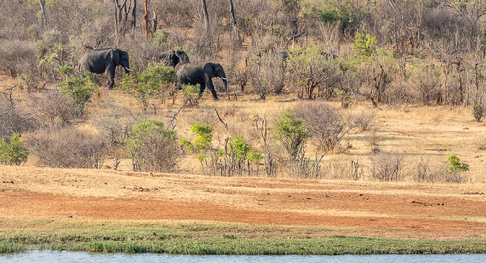 Wasserloch an der Ivory Lodge: Afrikanische Elefanten (Loxodonta africana) Sikumbi Forest Reserve