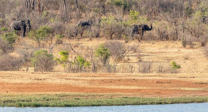 Wasserloch an der Ivory Lodge: Afrikanische Elefanten (Loxodonta africana) Sikumbi Forest Reserve