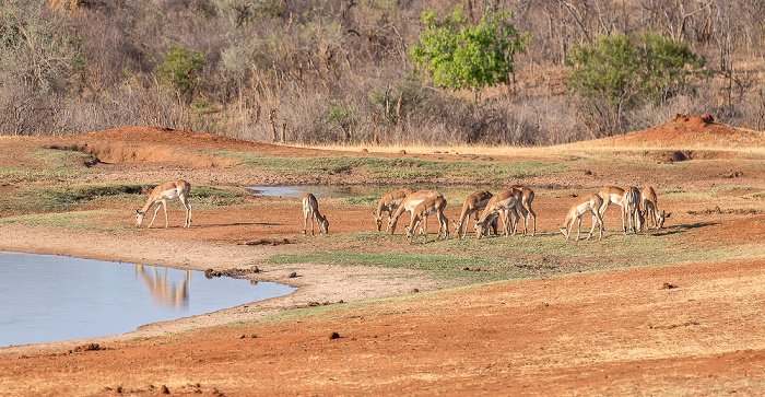 Sikumbi Forest Reserve Wasserloch an der Ivory Lodge: Impalas (Aepyceros)