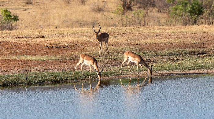 Sikumbi Forest Reserve Wasserloch an der Ivory Lodge: Impalas (Aepyceros)