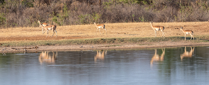 Wasserloch an der Ivory Lodge: Impalas (Aepyceros) Sikumbi Forest Reserve