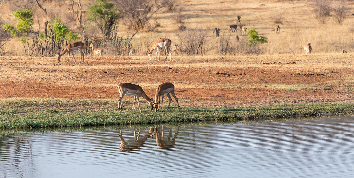 Sikumbi Forest Reserve Wasserloch an der Ivory Lodge: Impalas (Aepyceros)