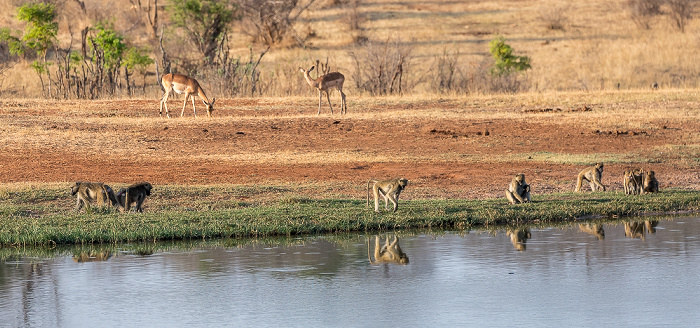 Sikumbi Forest Reserve Wasserloch an der Ivory Lodge: Bärenpaviane (Tschakma, Papio ursinus)