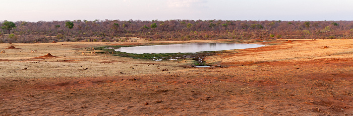 Wasserloch an der Ivory Lodge: Impalas (Aepyceros), Bärenpaviane (Tschakma, Papio ursinus) Sikumbi Forest Reserve