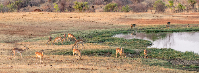 Wasserloch an der Ivory Lodge: Impalas (Aepyceros), Bärenpaviane (Tschakma, Papio ursinus) Sikumbi Forest Reserve