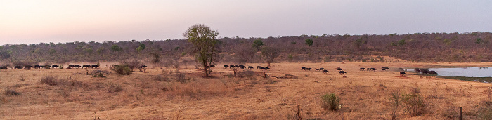 Sikumbi Forest Reserve Wasserloch an der Ivory Lodge: Kaffernbüffel (Schwarzbüffel, Afrikanische Büffel, Syncerus caffer)